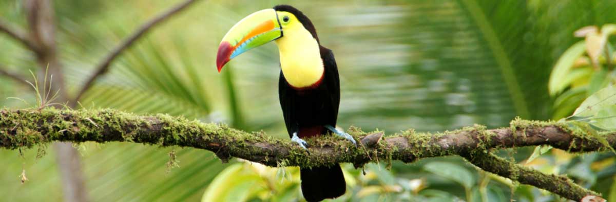 private transportation costa rica